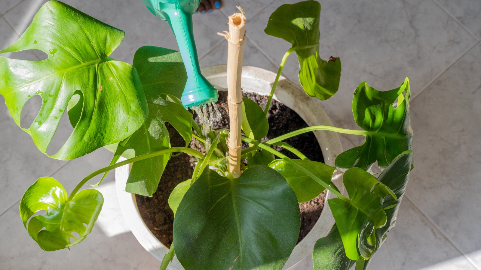 A young potted plant with shiny green leaves, supported by a wooden stick for stability, with visible new growth emerging from the soil in a bright indoor space.