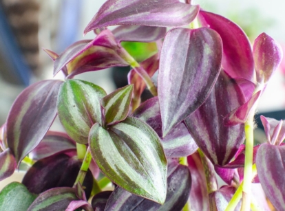 A close-up shot of a composition of leaves, showcasing the effects of the wandering jew plant on cats