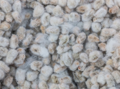 A close-up shot of cottonseed meal