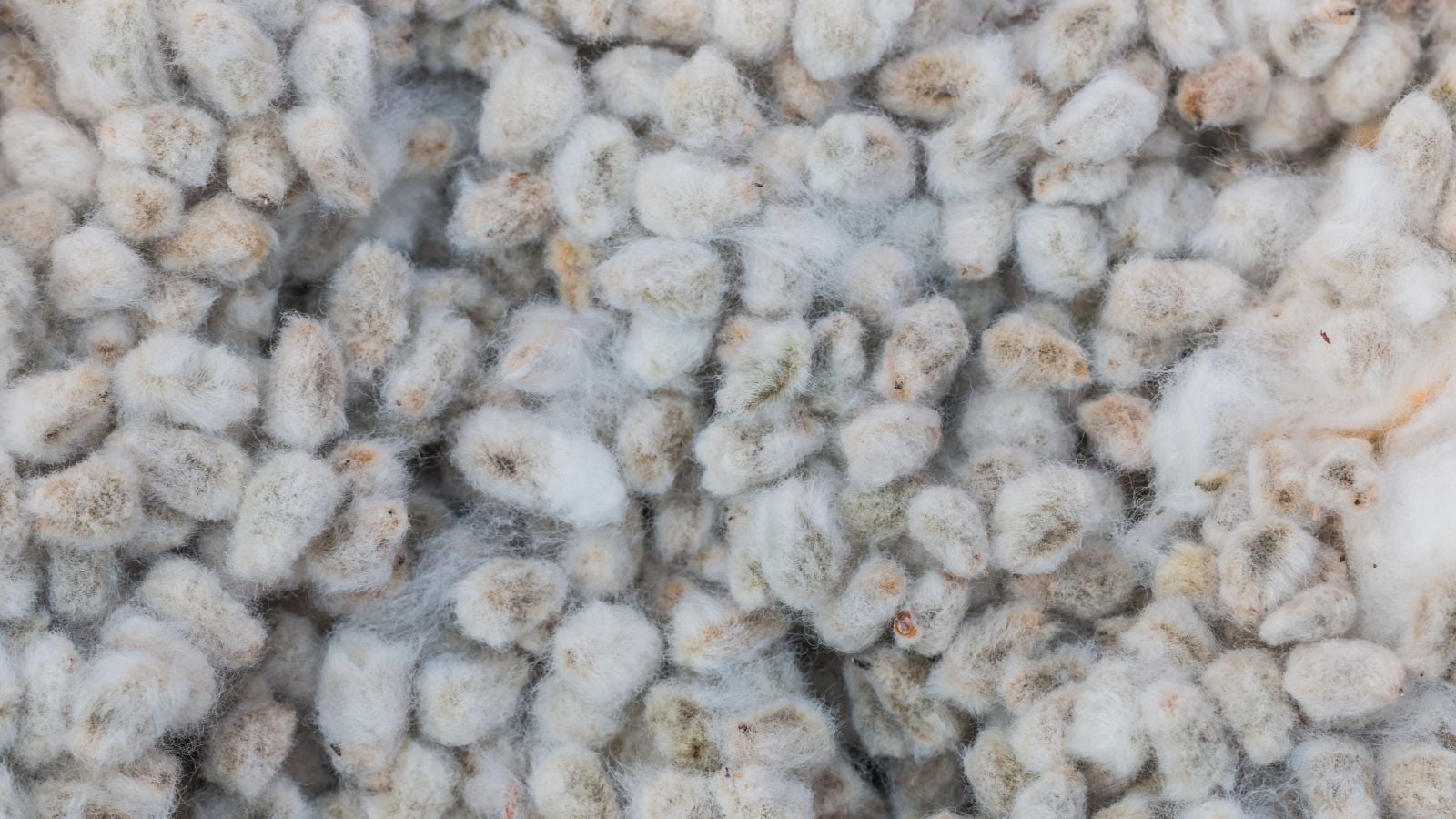 A close-up shot of cottonseed meal