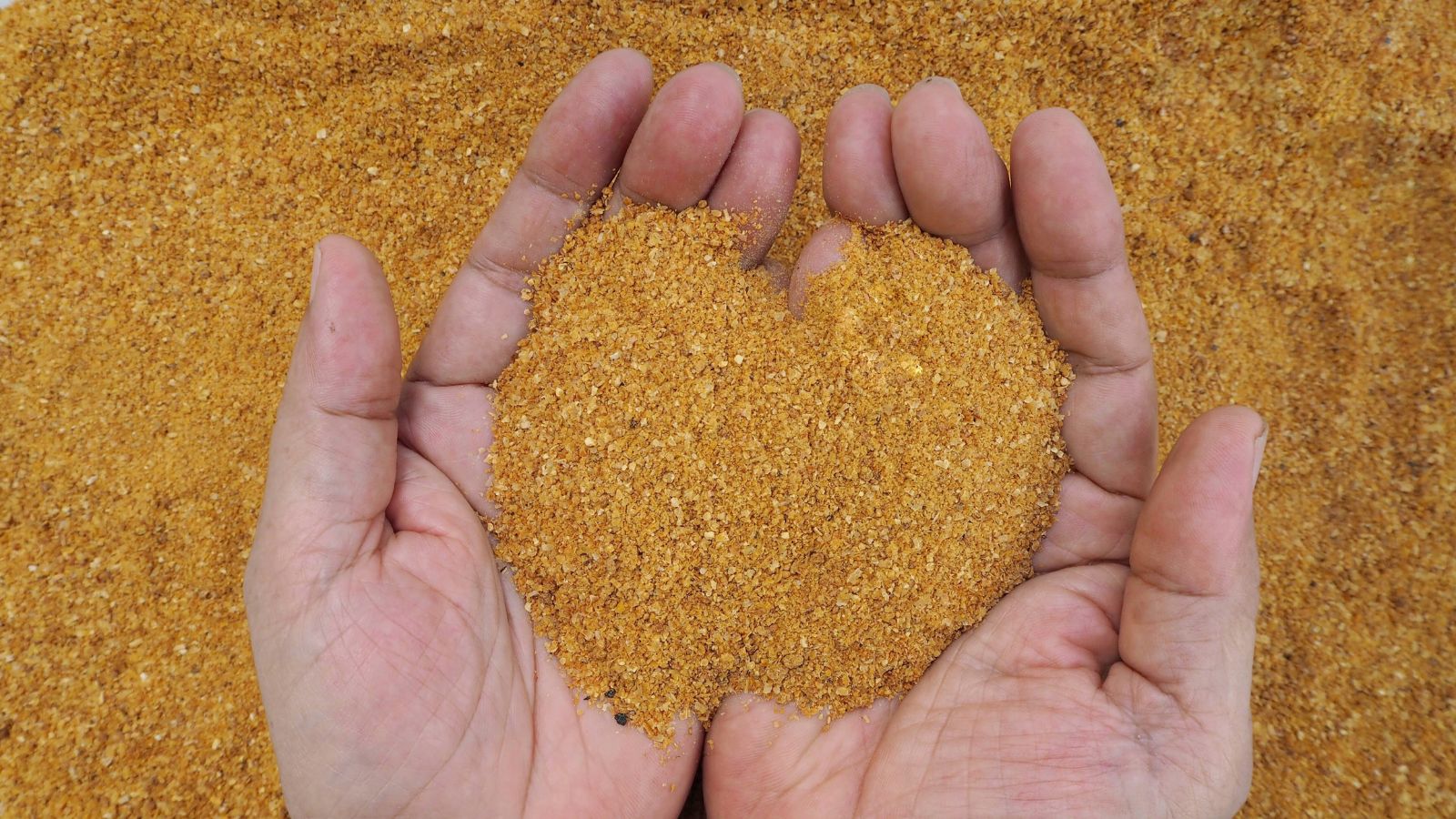 A large pile of Corn Gluten Meal with a person holding the material using bare hands