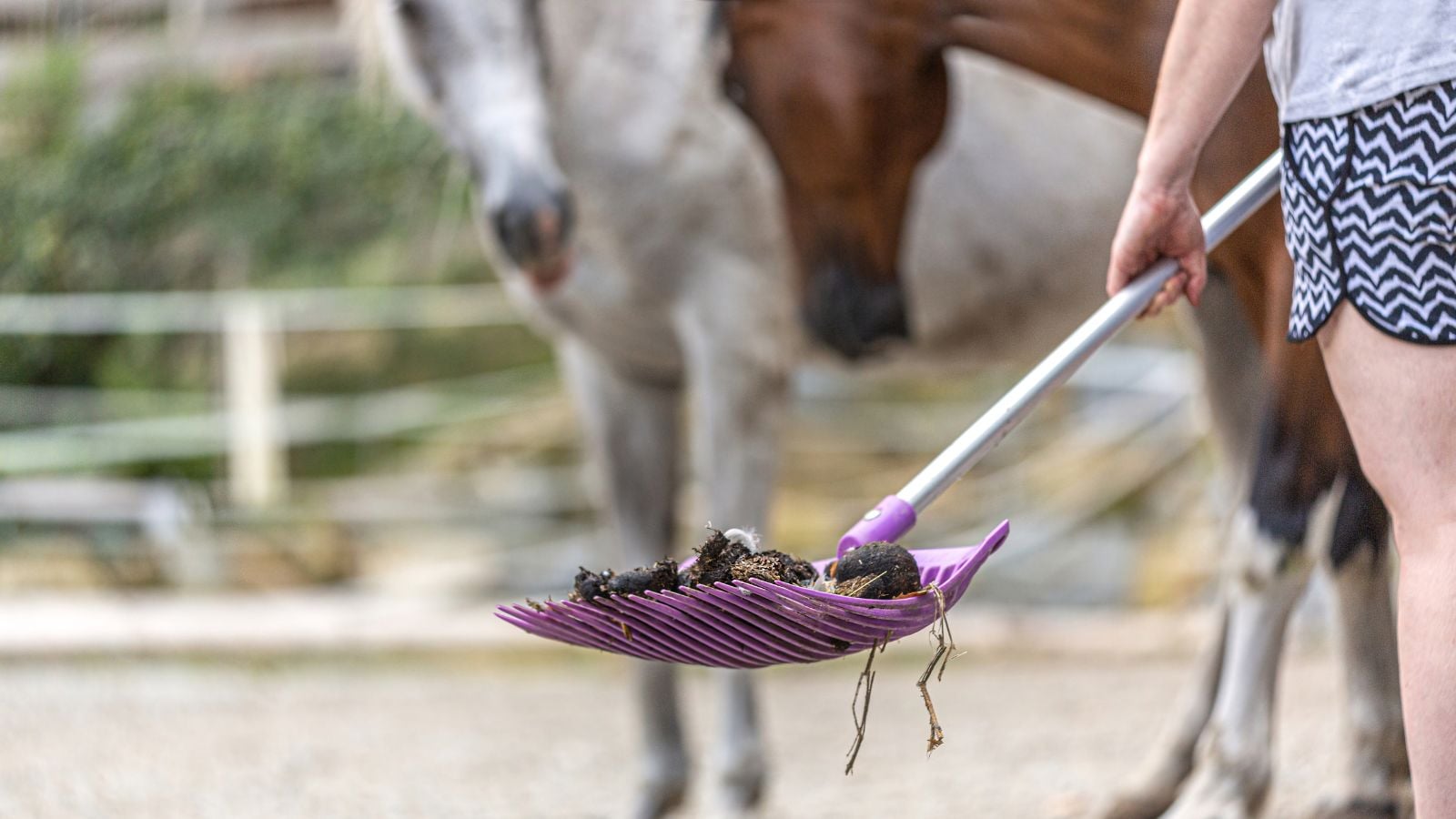 A person picking up horse manure using a scooper with two horses appearing blurry in the background