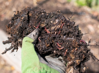 Worm Feed Vermicompost