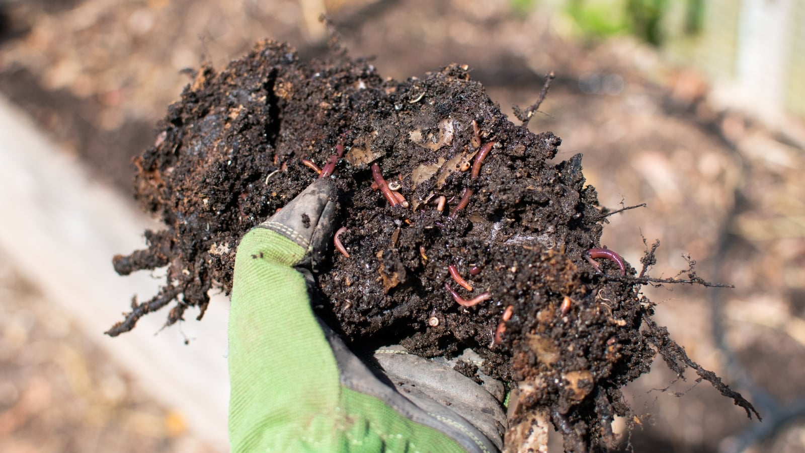 Worm Feed Vermicompost