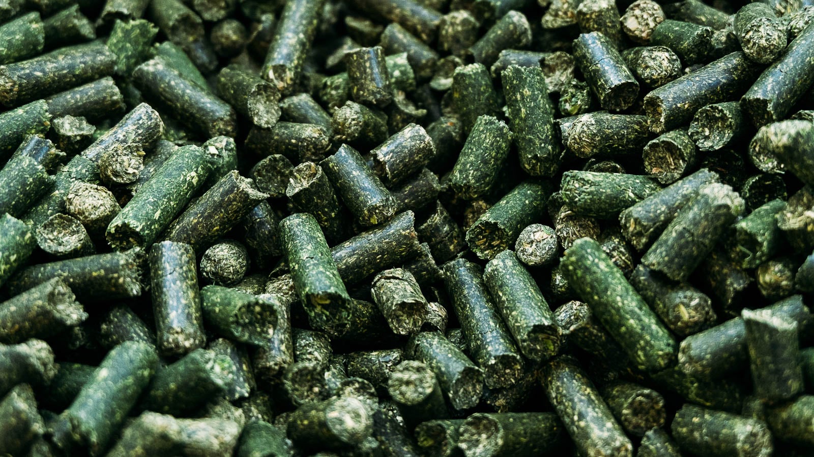 Green alfalfa pellets made from alfalfa crop.