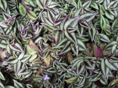 Growing inch plant outdoors.