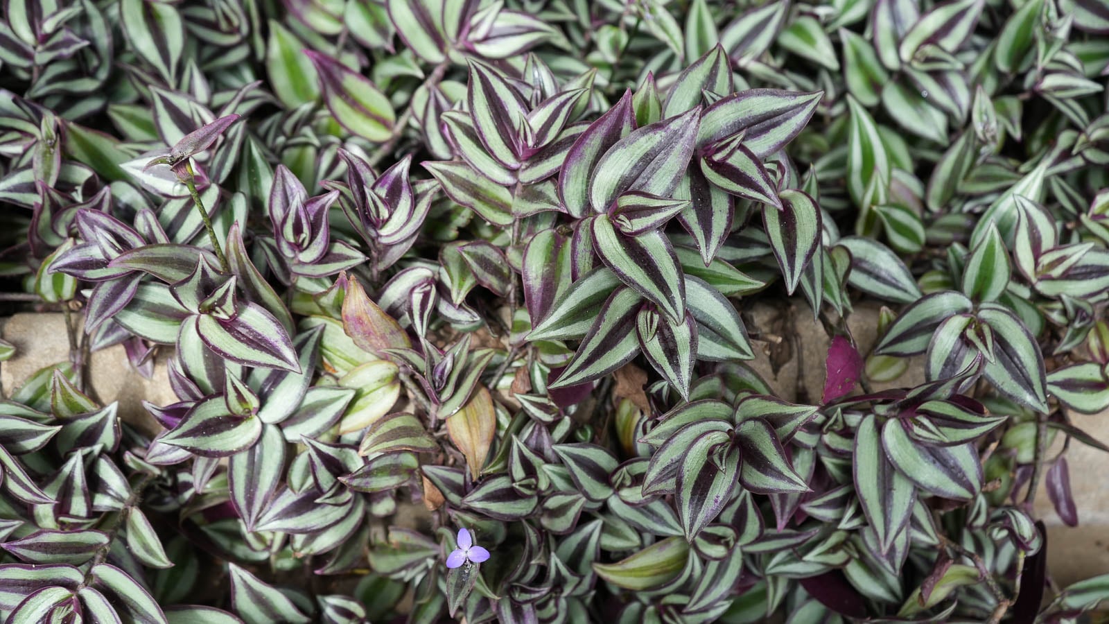 Growing inch plant outdoors.