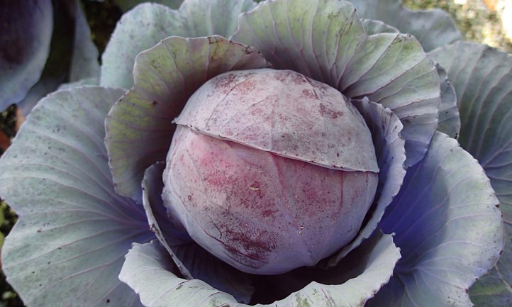 Hydroponic Cabbage Grown Outdoors