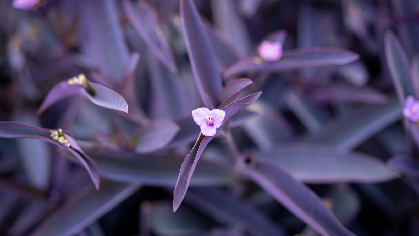 A close-up and focused shot of small pink flowers on top of dark purple leaves of the purple heart plant