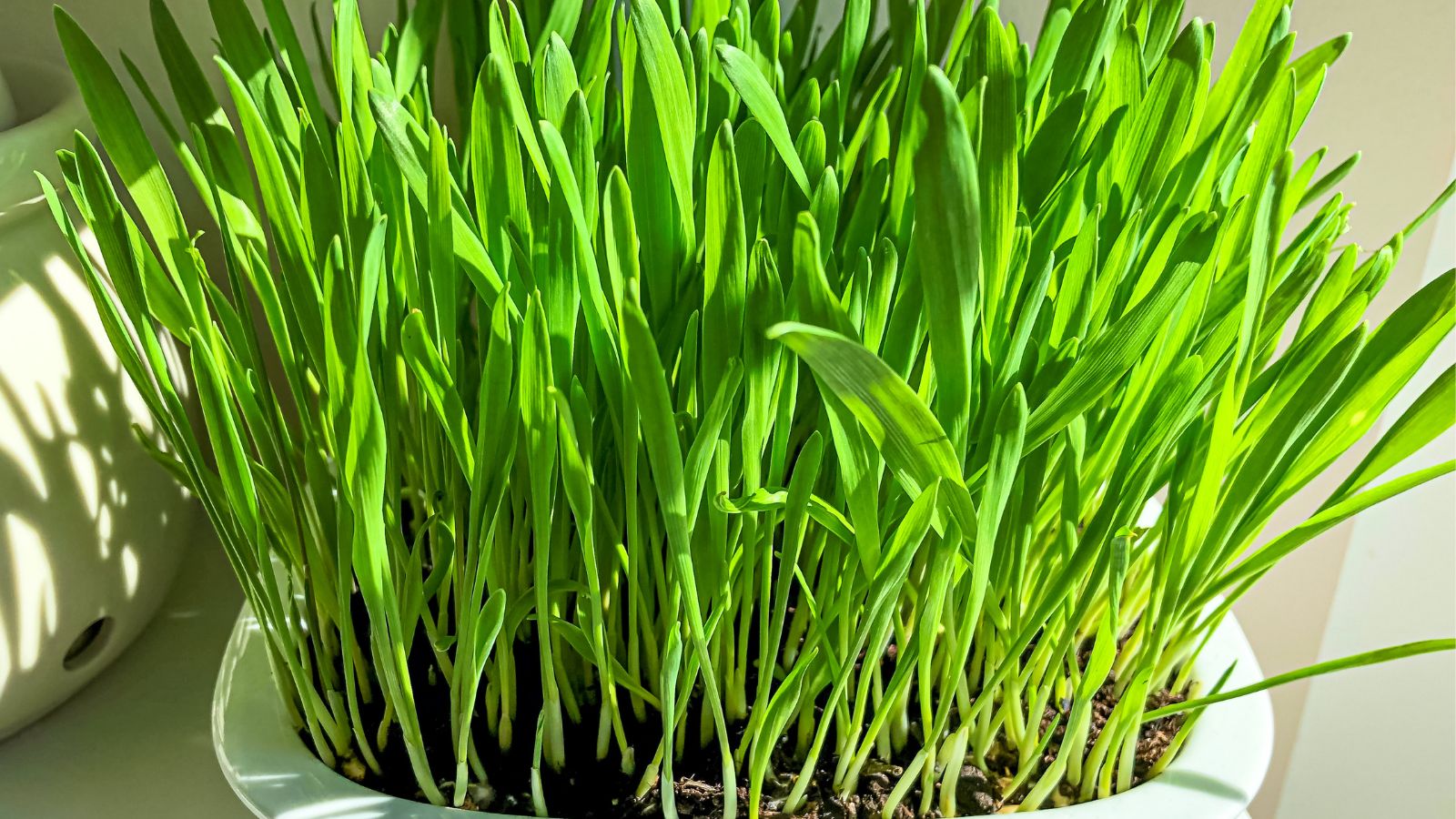A close-up and overhead shot of a houseplant on a white container in a well lit area indoors