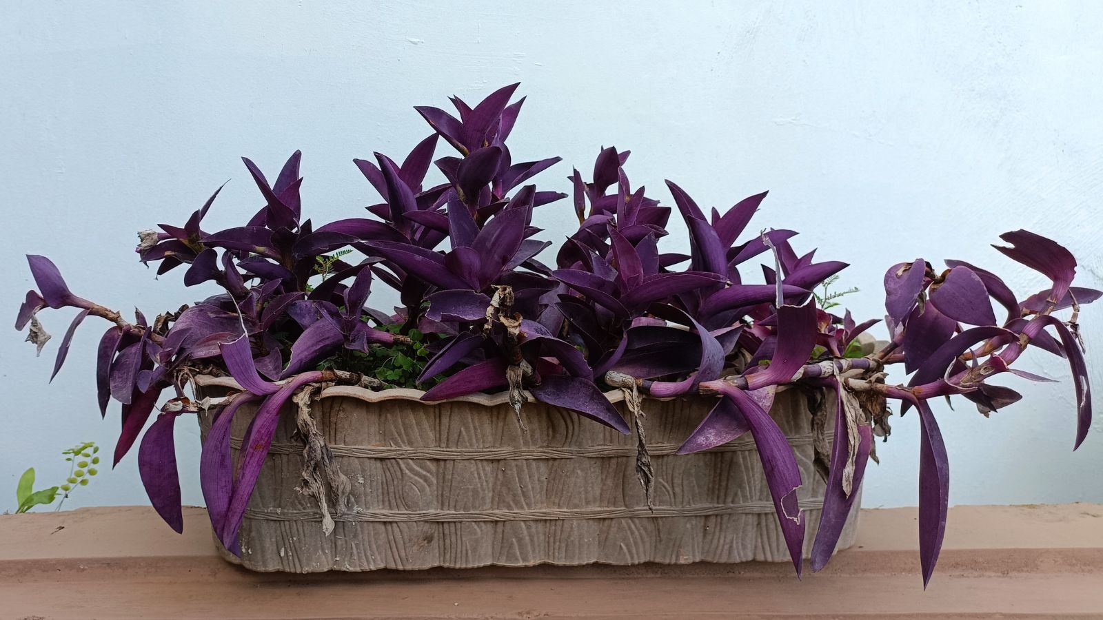 A close-up shot of a purple heart plant placed in a rectangular planter in a well lit area