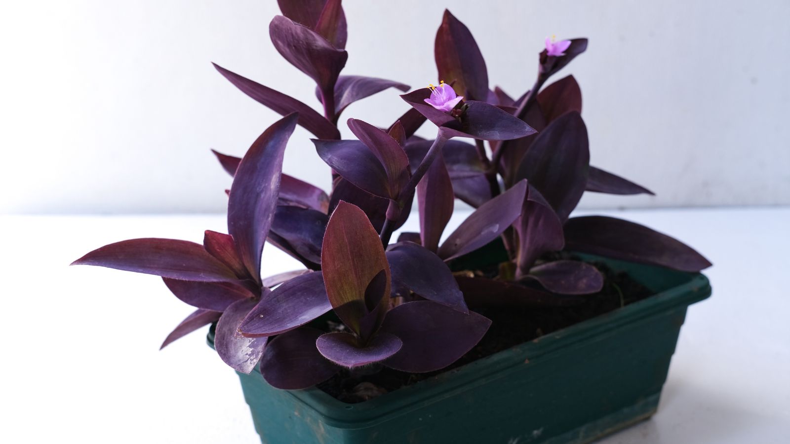 A close-up shot of a vivid purple plant with small pink flowers, placed in a rectangular planter, placed in a well lit area indoors