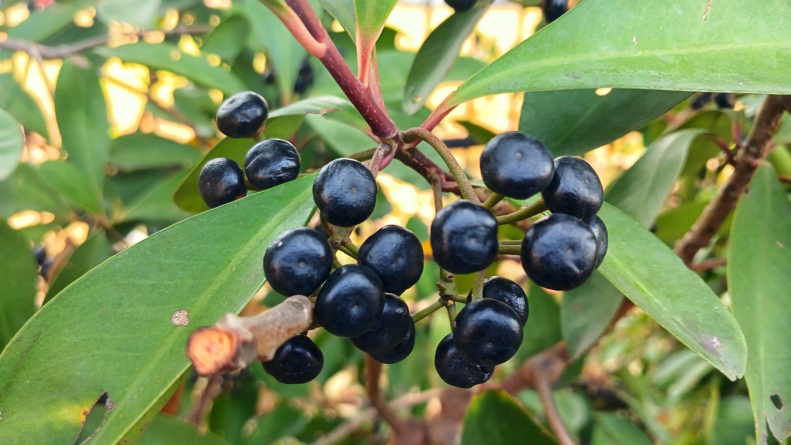 A close-up shot of dark colored berries of a perennial shrub in a well lit area
