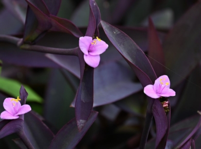 A close-up shot of small vibrant pink colored flowers alongside dark purple leaves of the tradescantia pallida