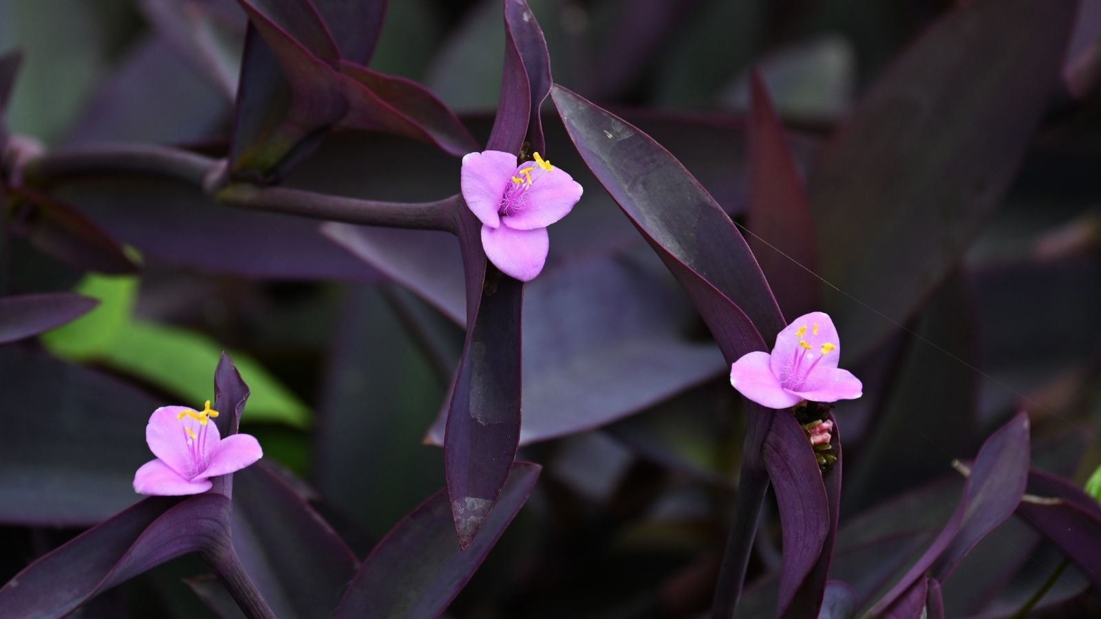 A close-up shot of small vibrant pink colored flowers alongside dark purple leaves of the tradescantia pallida