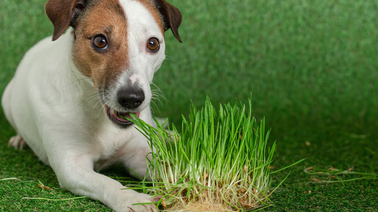 A shot of a dog eating plants in a well lit area indoors