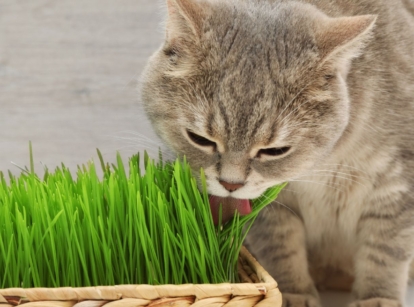 A shot of a feline licking grass that is called cat grass
