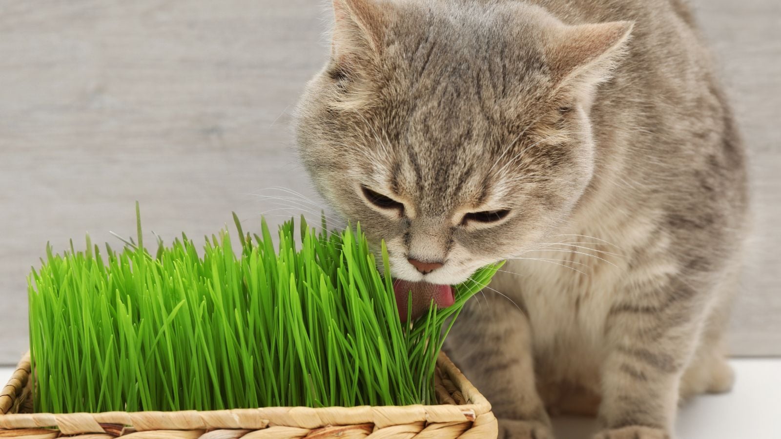 A shot of a feline licking grass that is called cat grass