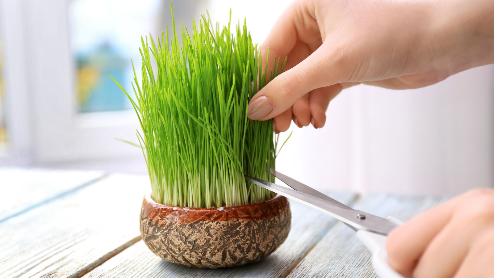 A shot of a person trimming plants on a container in a well lit area indoors