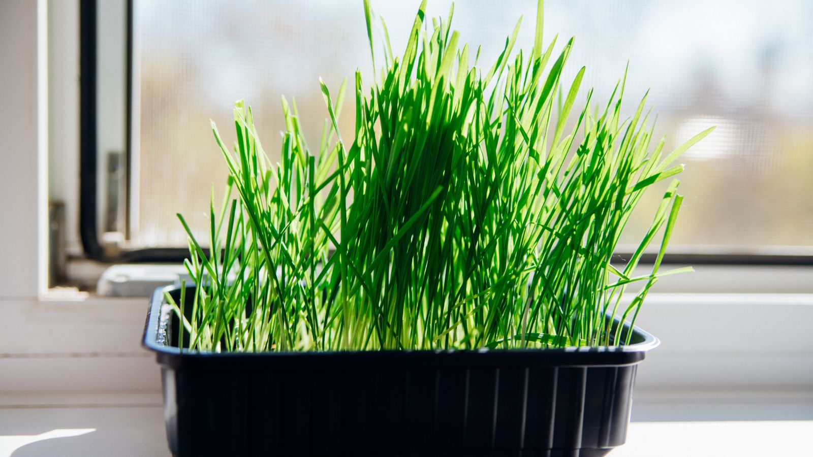 A shot of a plant in a container near a window and is basking in bright sunlight indoors