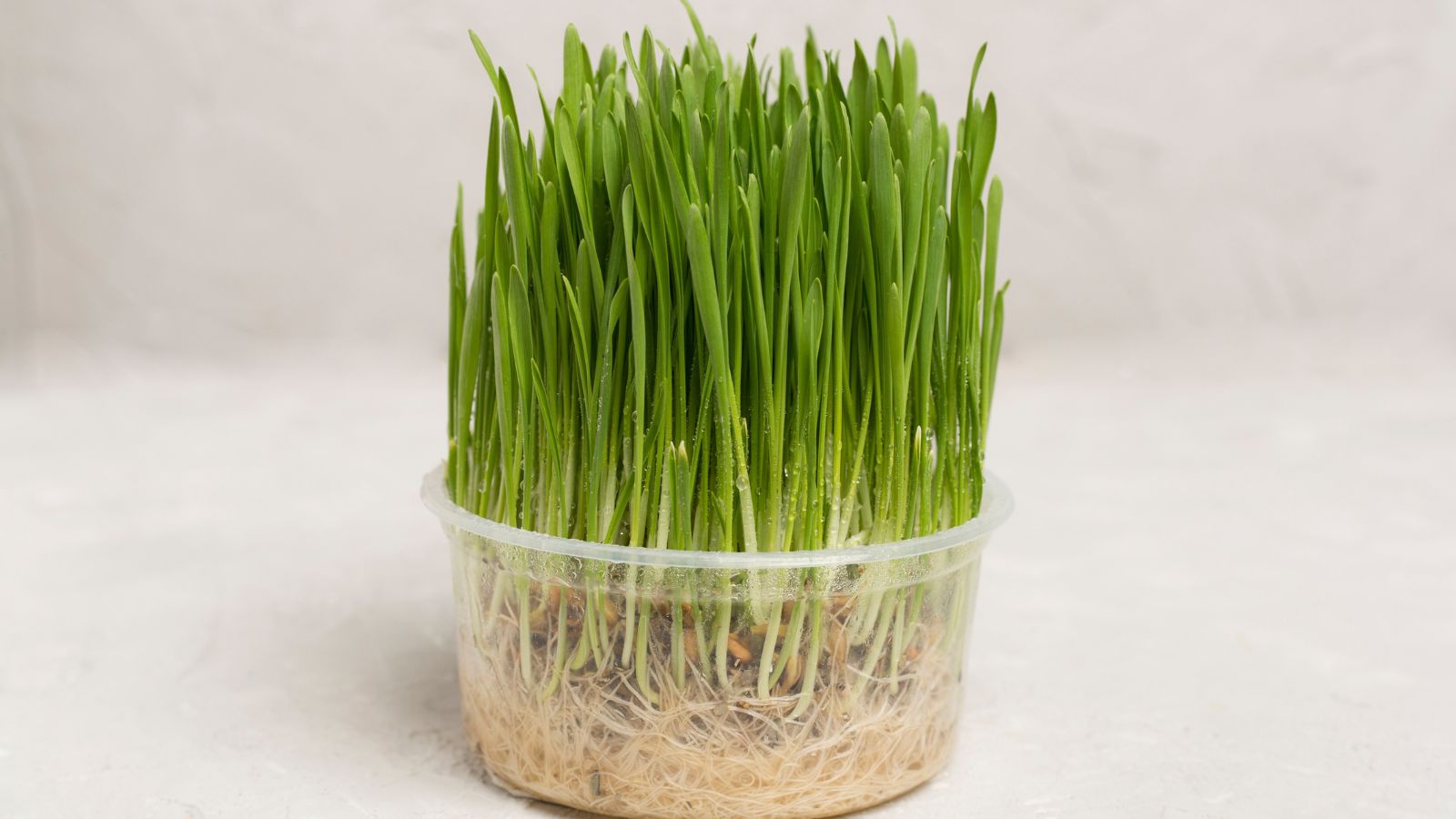 A shot of a plant in a soilless container in a well lit area indoors