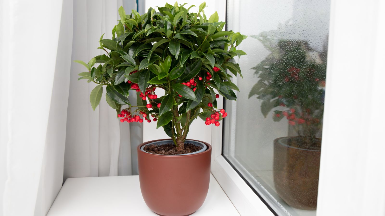A shot of a potted perennial shrub near a window indoors