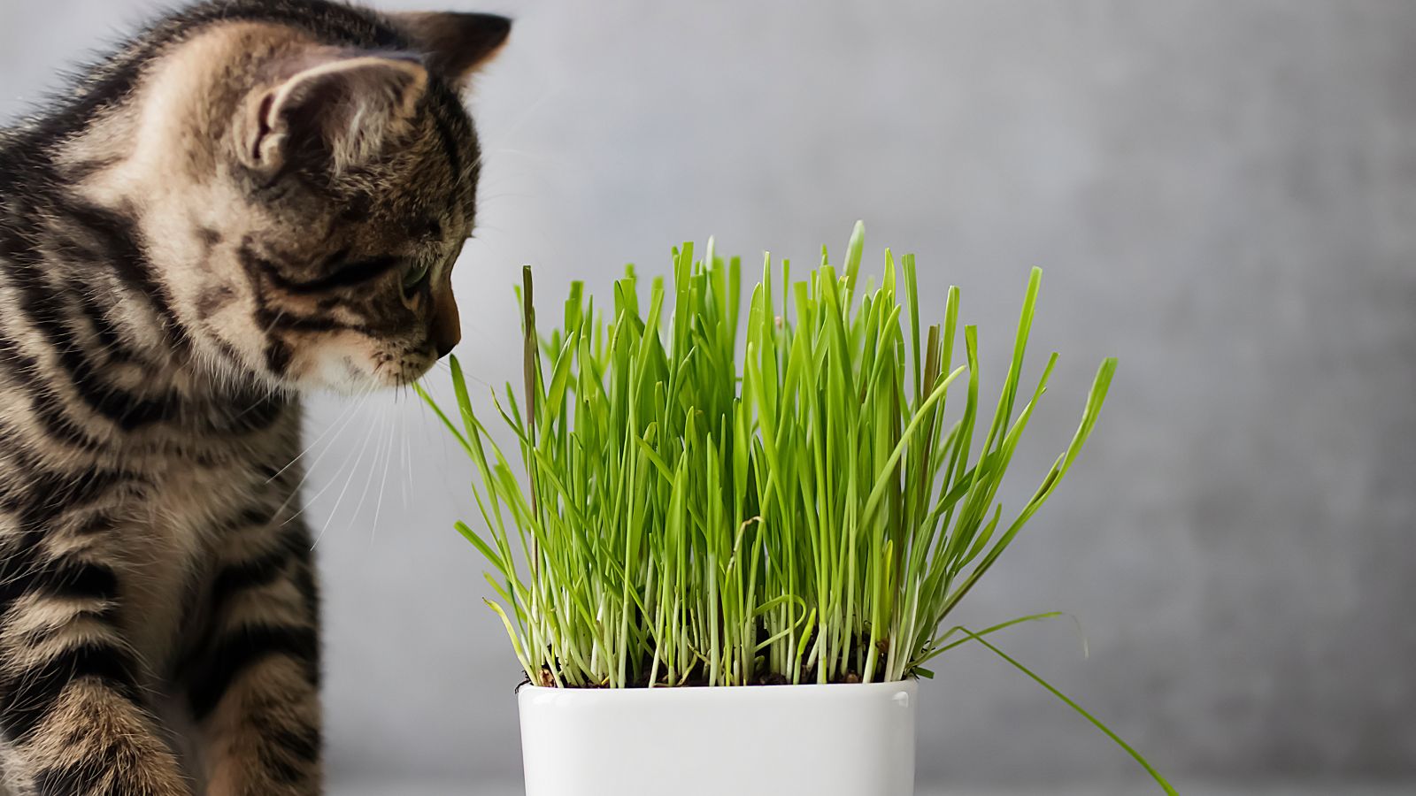 A shot of an animal beside a potted plant in a well lit area indoors