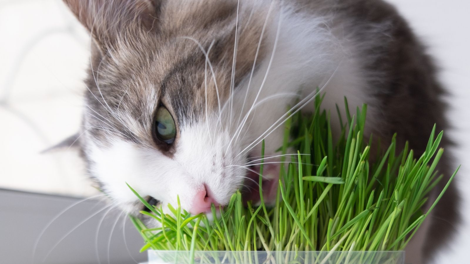 A shot of an animal eating plants on a container in a well lit area indoors