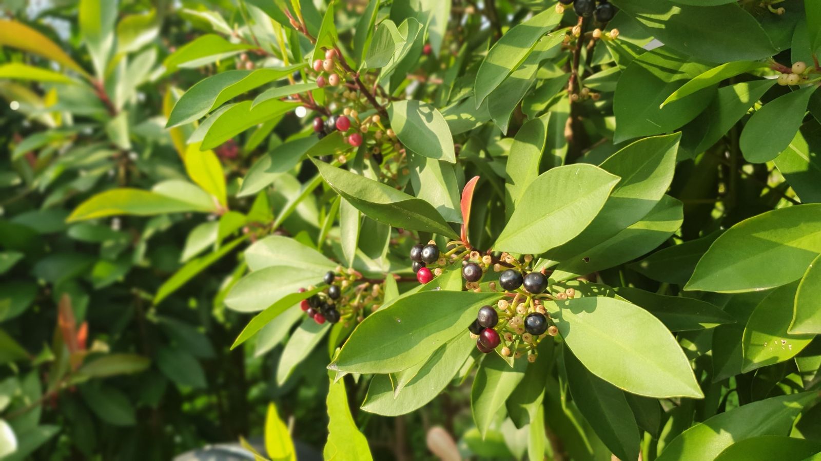 A shot of developing leaves and berries of a perennial shrub basking in bright light outdoors