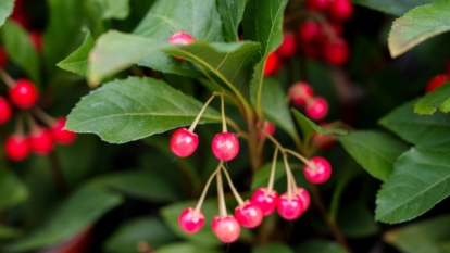 A shot of developing leaves and berries of a perennial shrub