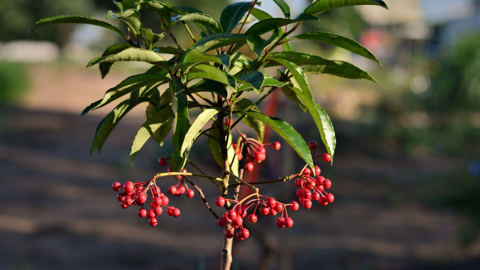 A shot of developing leaves and berries of a perennial shrub in a well lit area outdoors
