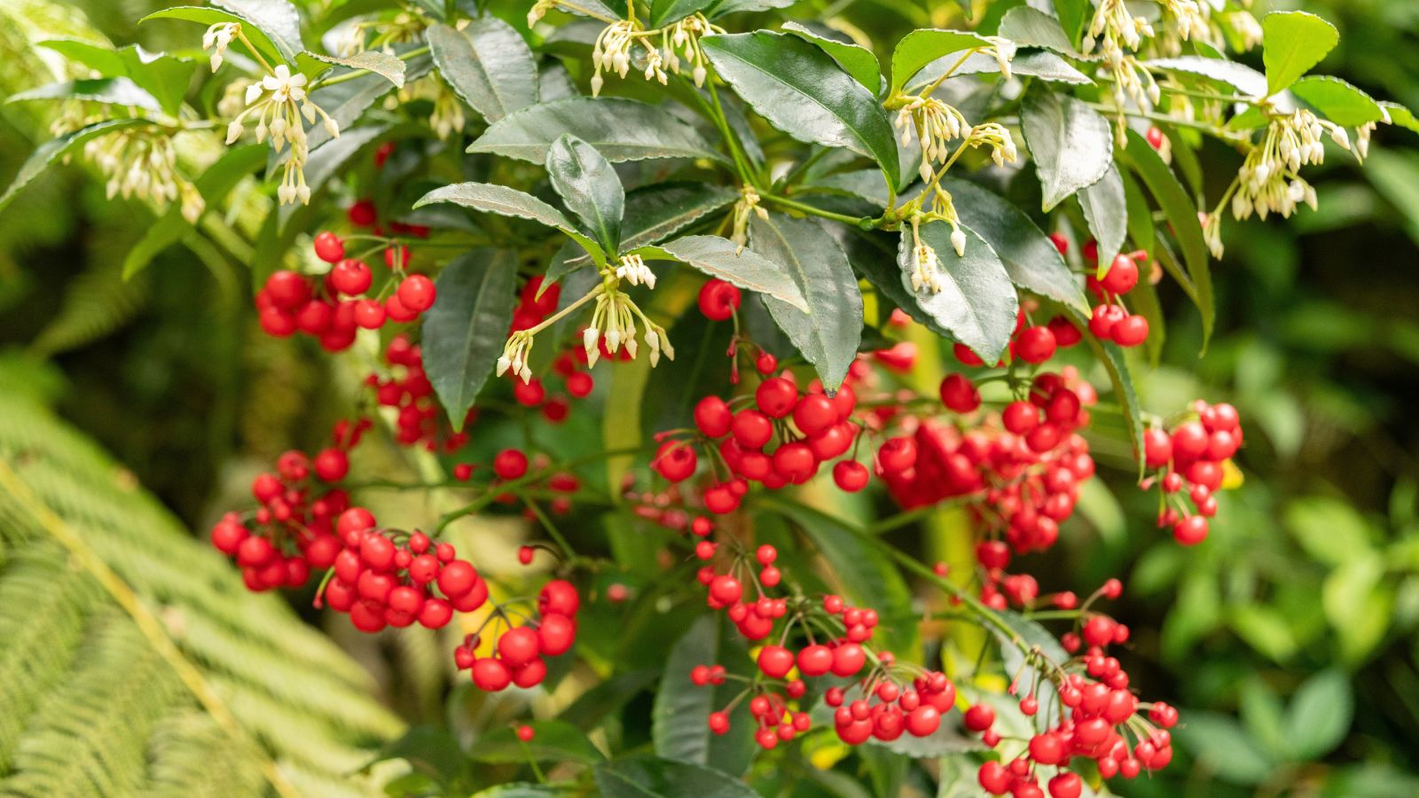 A shot of flowers, berries and leaves of a perennial shrub in a well lit area