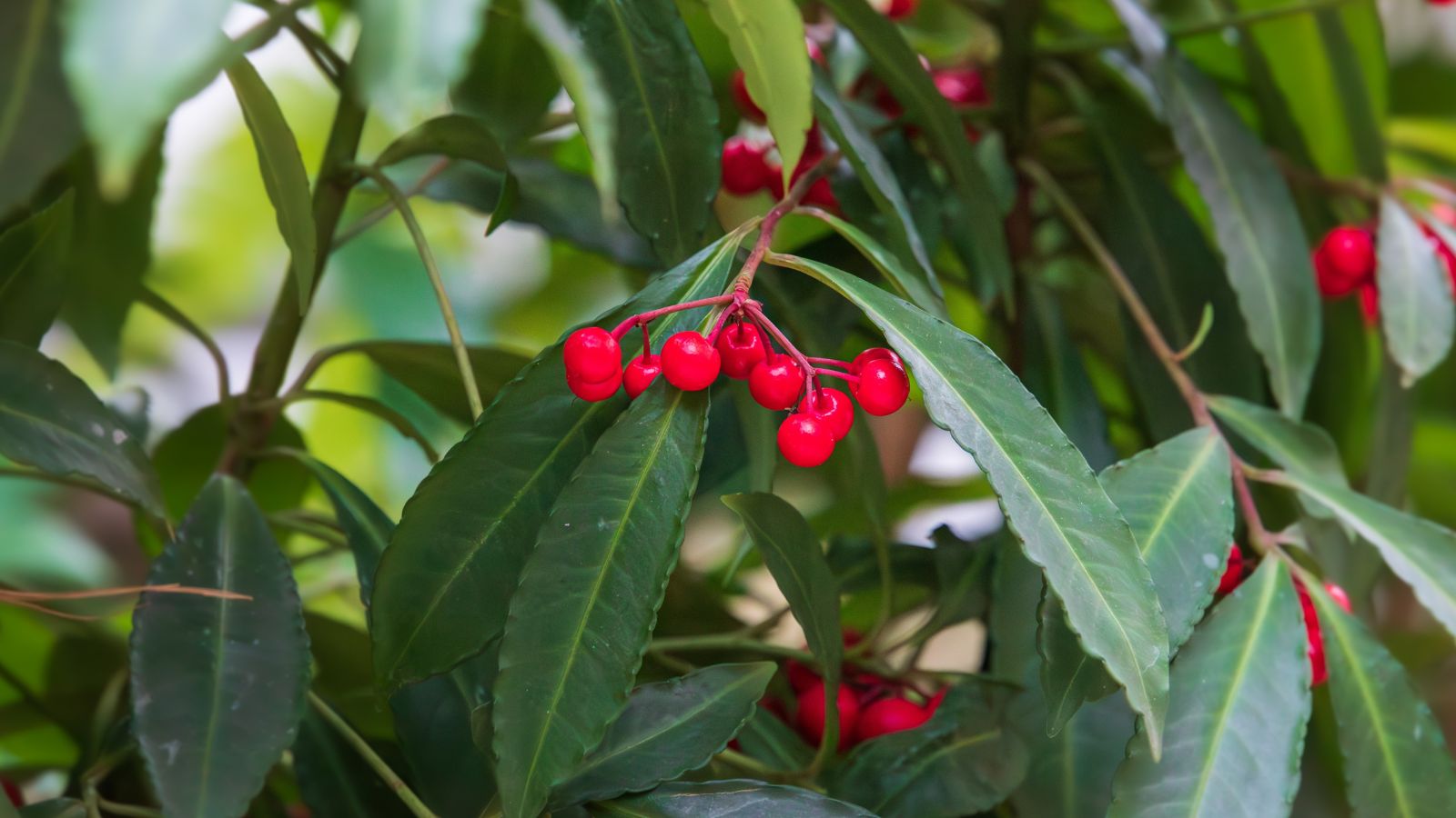 A shot of leaves and berries of a shrub in a well lit area