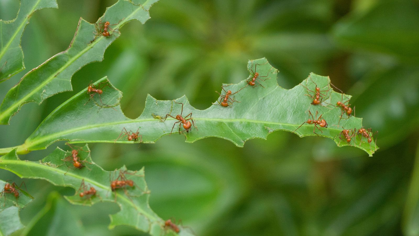 A shot of several leafcutter ants damaging a leaf in a well lit area