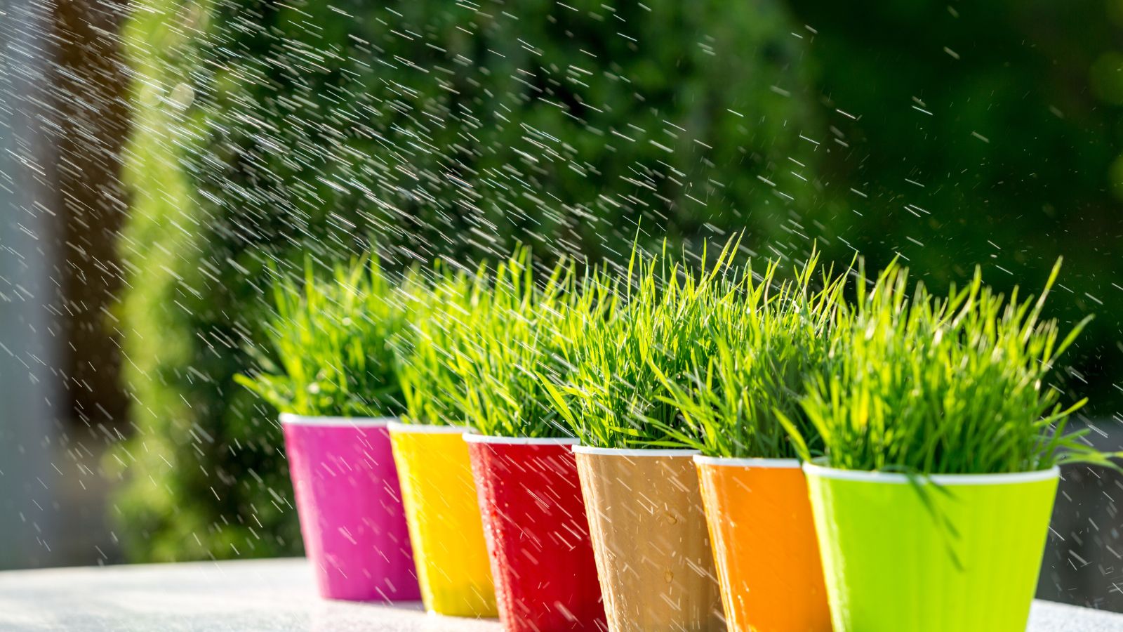 A shot of several plants in containers being watered in a bright sunny area outdoors