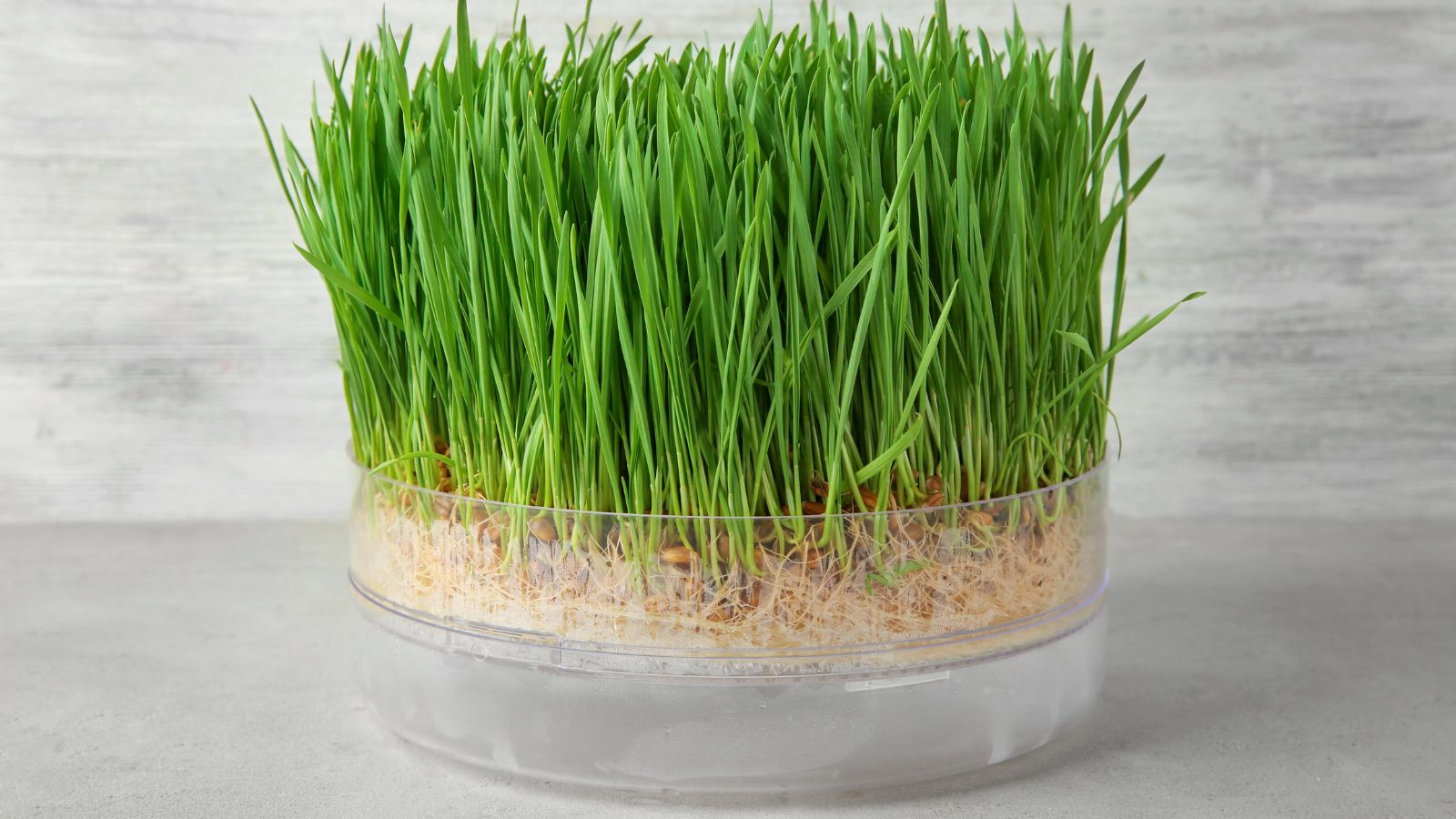 A shot of sprouted plants on a sprouter or a hydroponic container with water