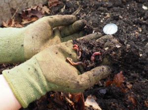 Gardener holding composting worms.
