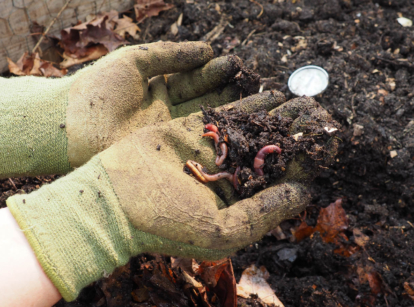 Gardener holding composting worms.