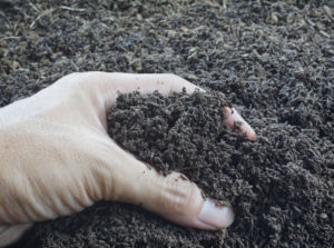 Someone using bare hand to harvest worm castings, appearing dark brown similar to soil, placed as a large pile