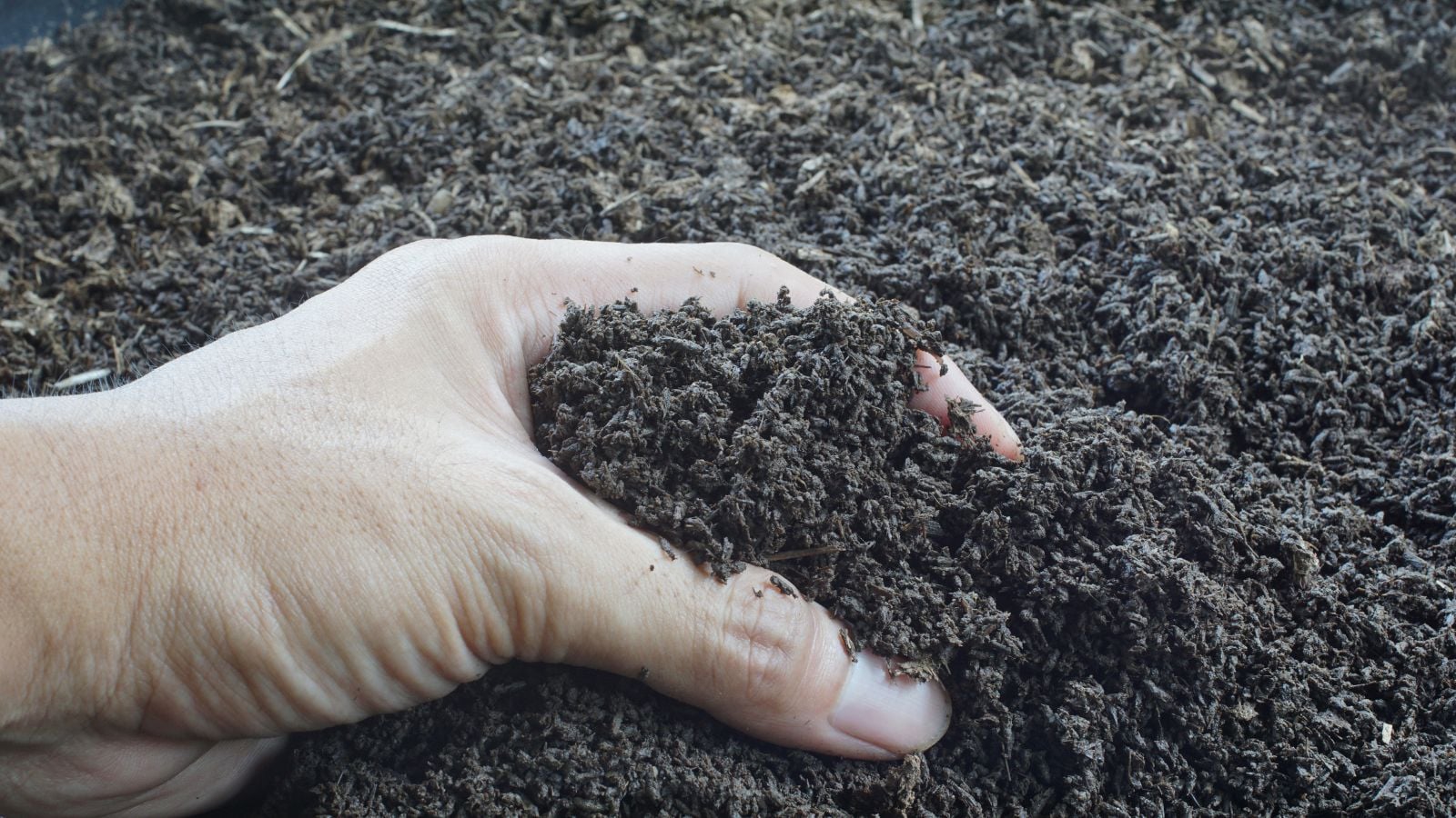 Someone using bare hand to harvest worm castings, appearing dark brown similar to soil, placed as a large pile