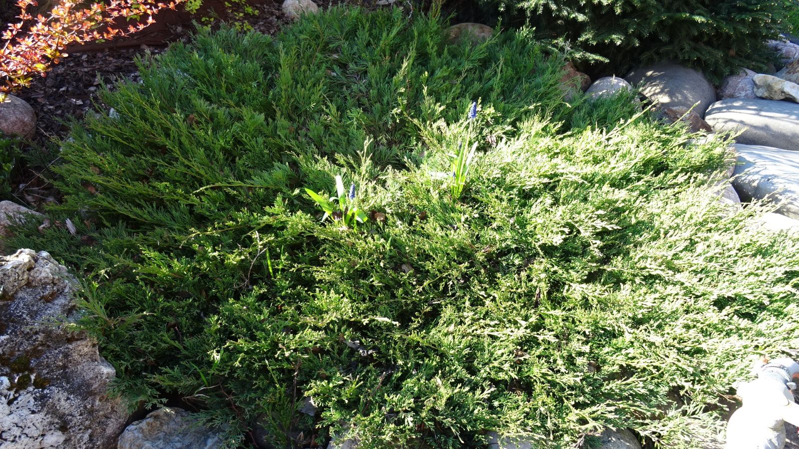 A close-up and overhead shot of a low growing sapling, basking in a bright sunlit area outdoors