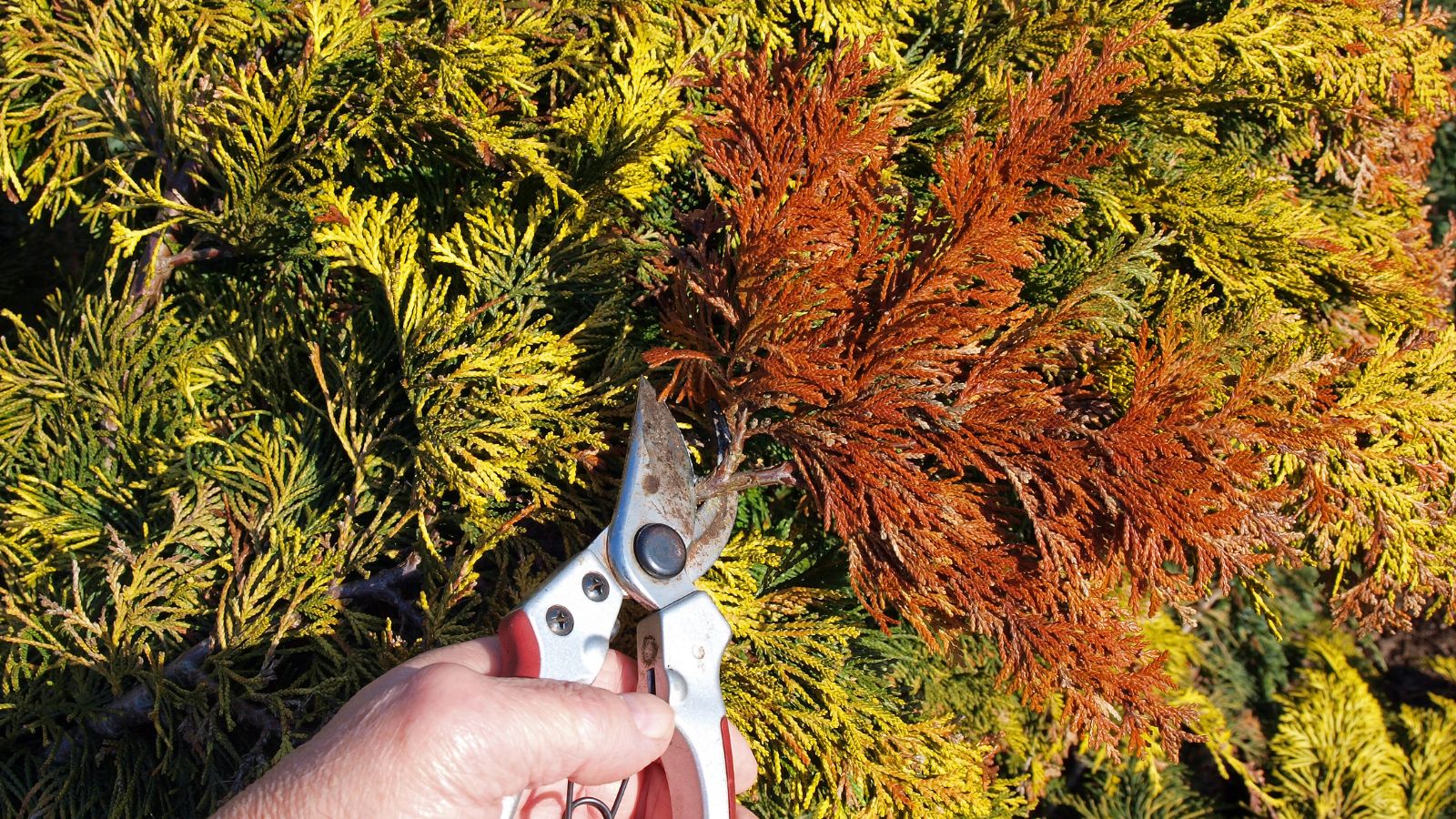 A close-up and overhead shot of a person's hand in the process of pruning off a diseased branch and its leaves of a low-growing plant
