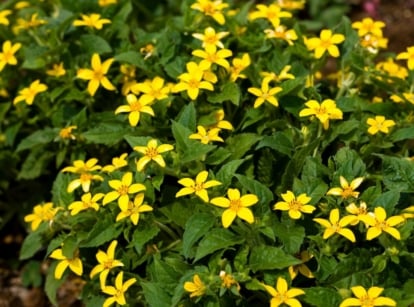 A close-up shot of a creeping ground cover perennial Chrysogonum virginianum