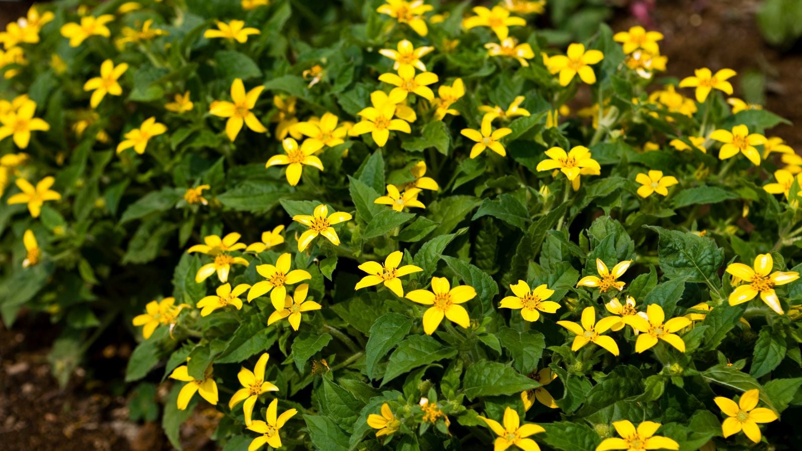 A close-up shot of a creeping ground cover perennial Chrysogonum virginianum