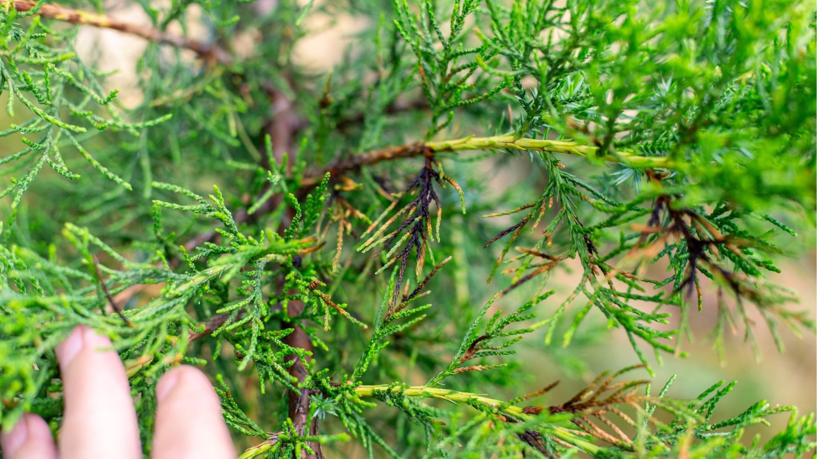 A close-up shot of a person's hands in the process of inspecting diseased leaves and branches of a sapling