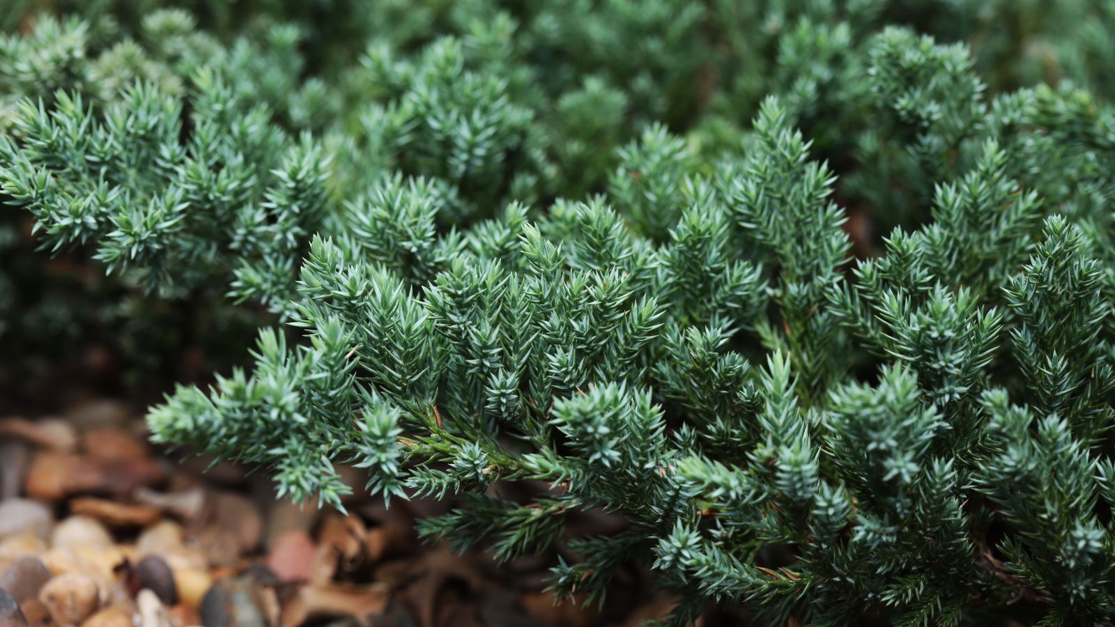 A close-up shot of green leaves on branches of the creeping juniper, growing near the ground in a well lit area outdoors