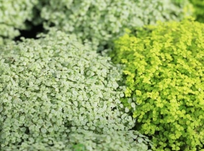 A close-up shot of the baby tears plant