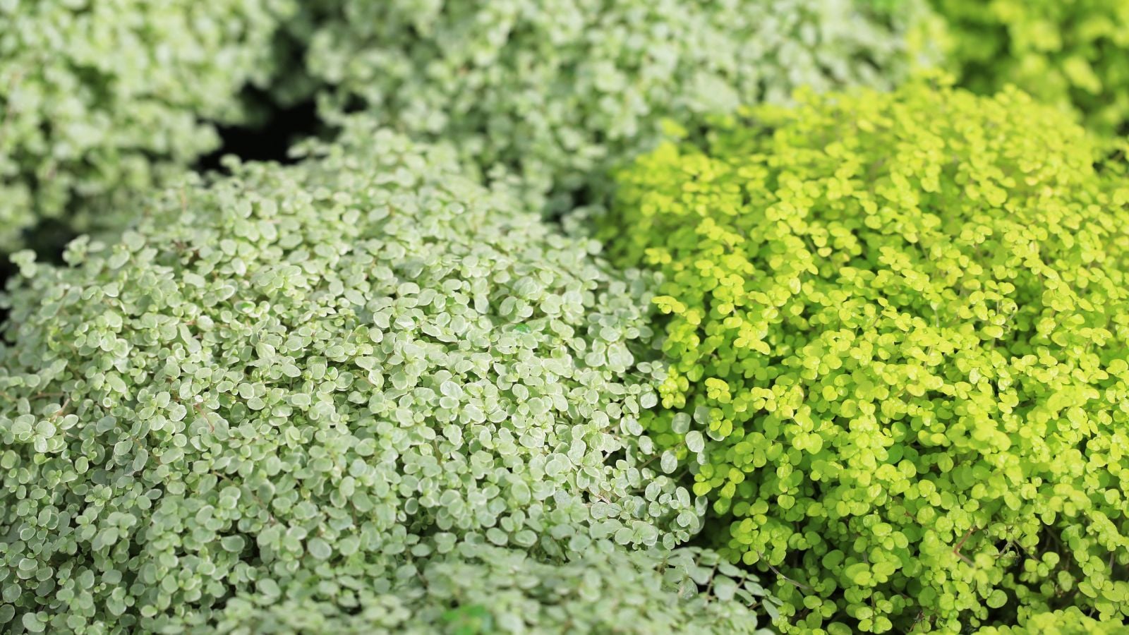 A close-up shot of the baby tears plant