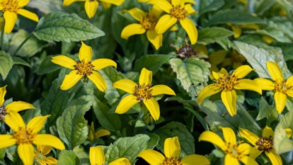 A close-up shot of ground cover perennials, showcasing its yellow flowers and lush deep green leaves in a well lit area outdoors