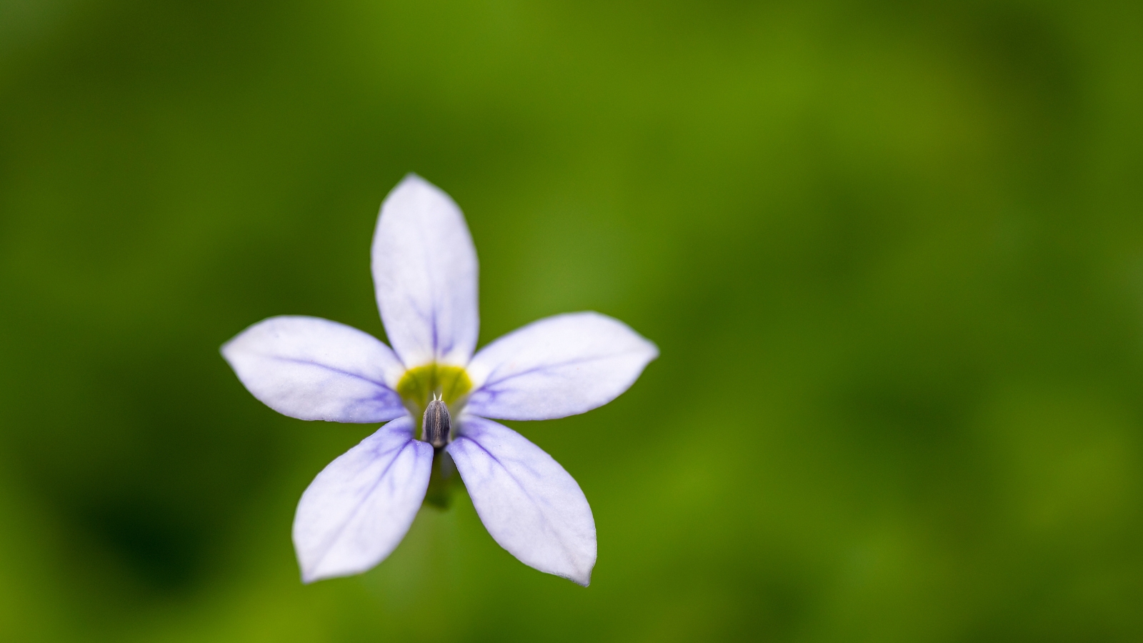 A single, delicate light blue Isotoma fluviatilis bloom with five petals standing alone amidst a green backdrop.